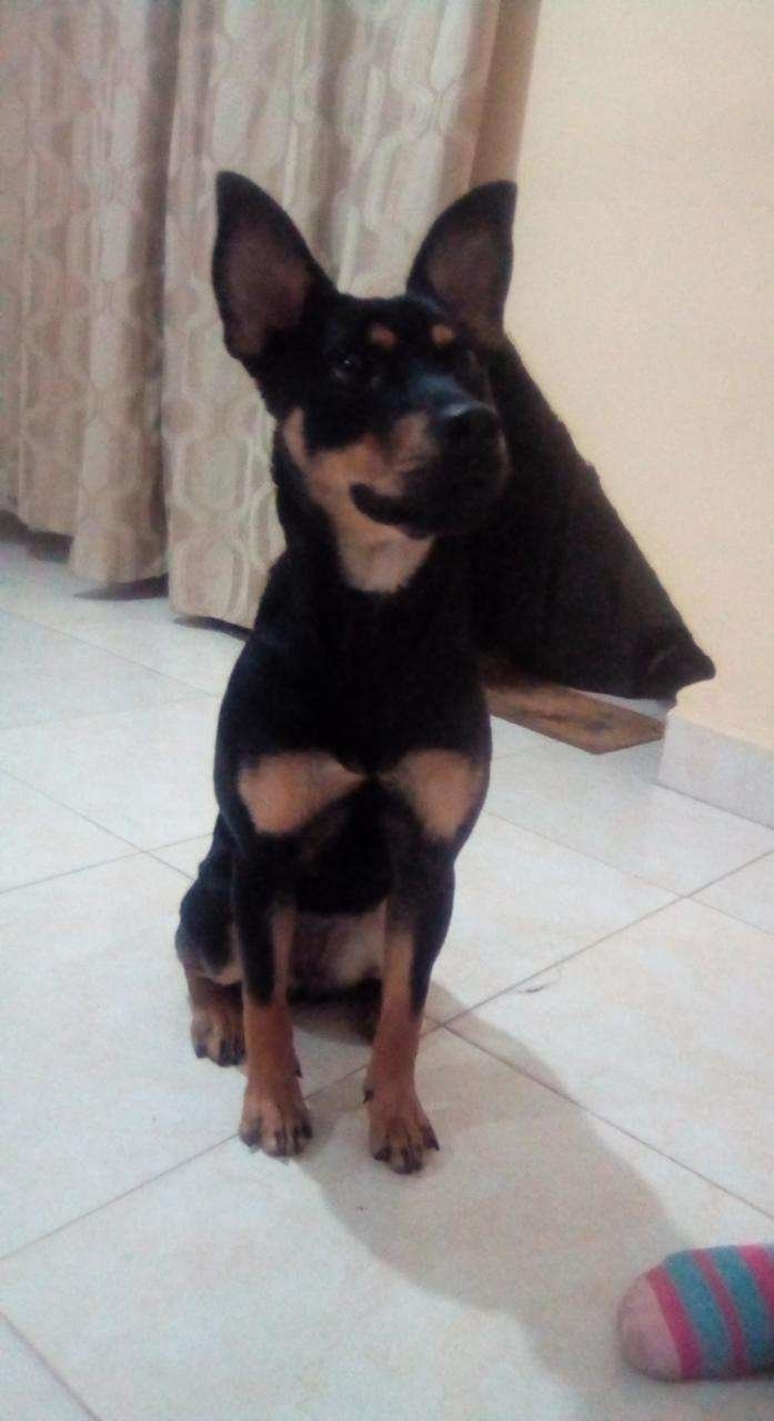 Zafira 1 Zafira - Image 2