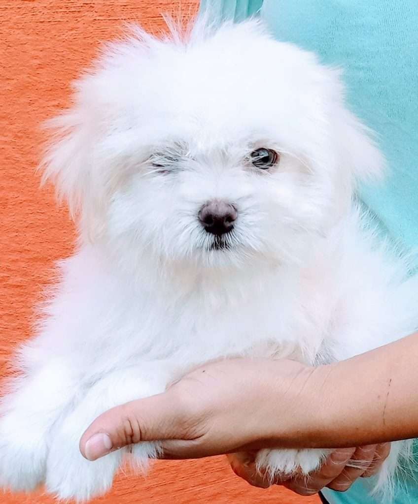 Bichon Maltes Mascotas rionegro medellin bogota4