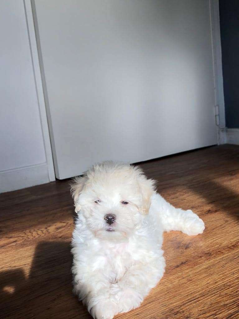 Bichon Maltes Mascotas rionegro medellin bogota7