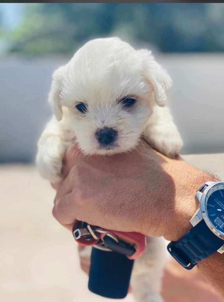 Bichon Maltes Mascotas rionegro medellin bogota72