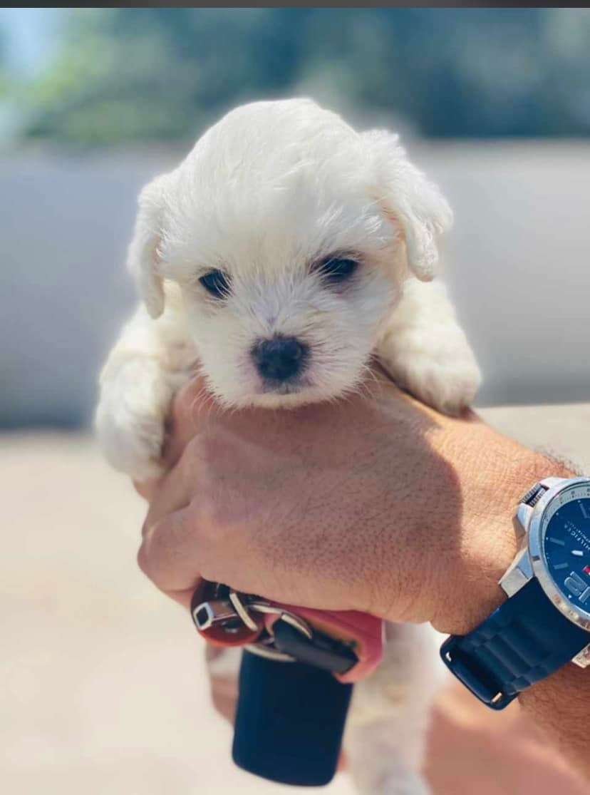 Cachorros Bichón Maltés en Medellin 4 Cachorros Bichón Maltés en Medellin - Image 4