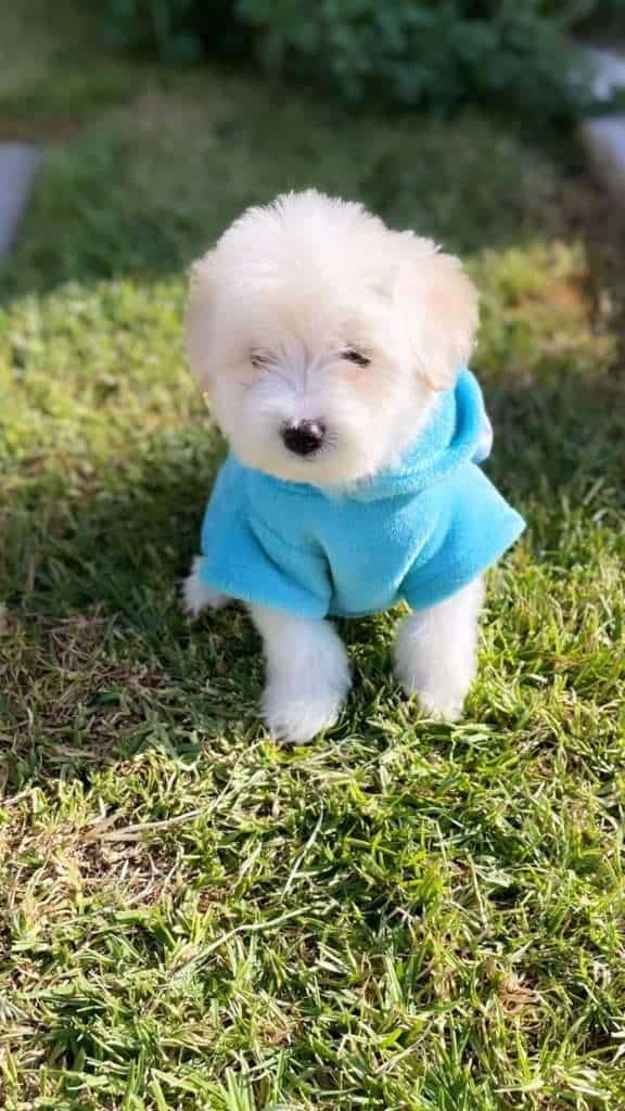 Bichon Maltes Mascotas rionegro medellin bogota74