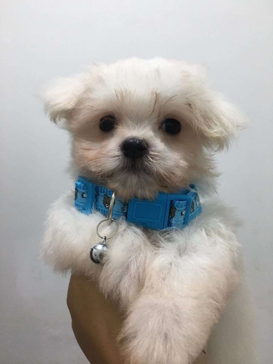 Cachorros Bichón Maltés en Medellin 2 Cachorros Bichón Maltés en Medellin - Image 2