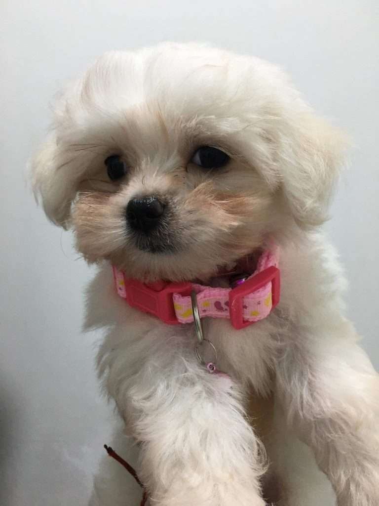 Bichon Maltes Mascotas rionegro medellin bogota78