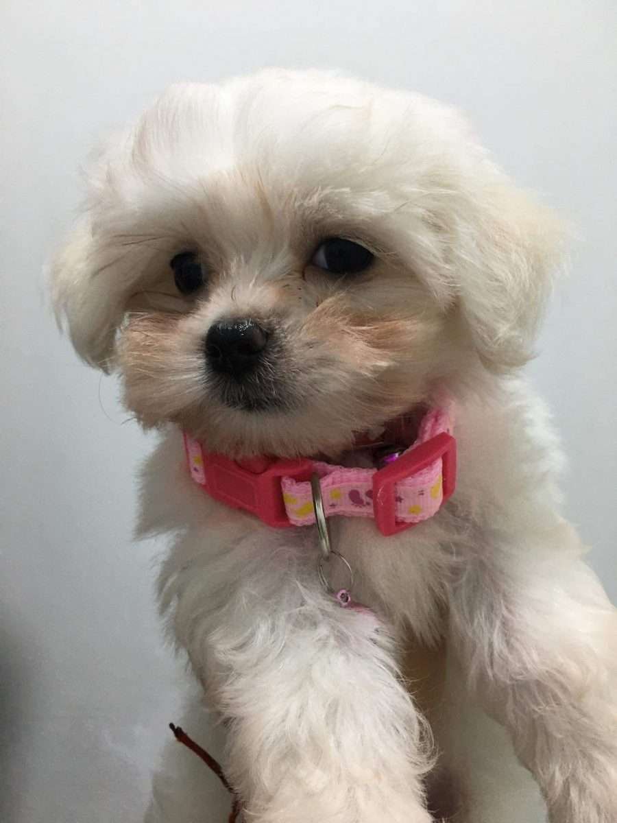 Cachorros Bichón Maltés en Medellin 1 Cachorros Bichón Maltés en Medellin