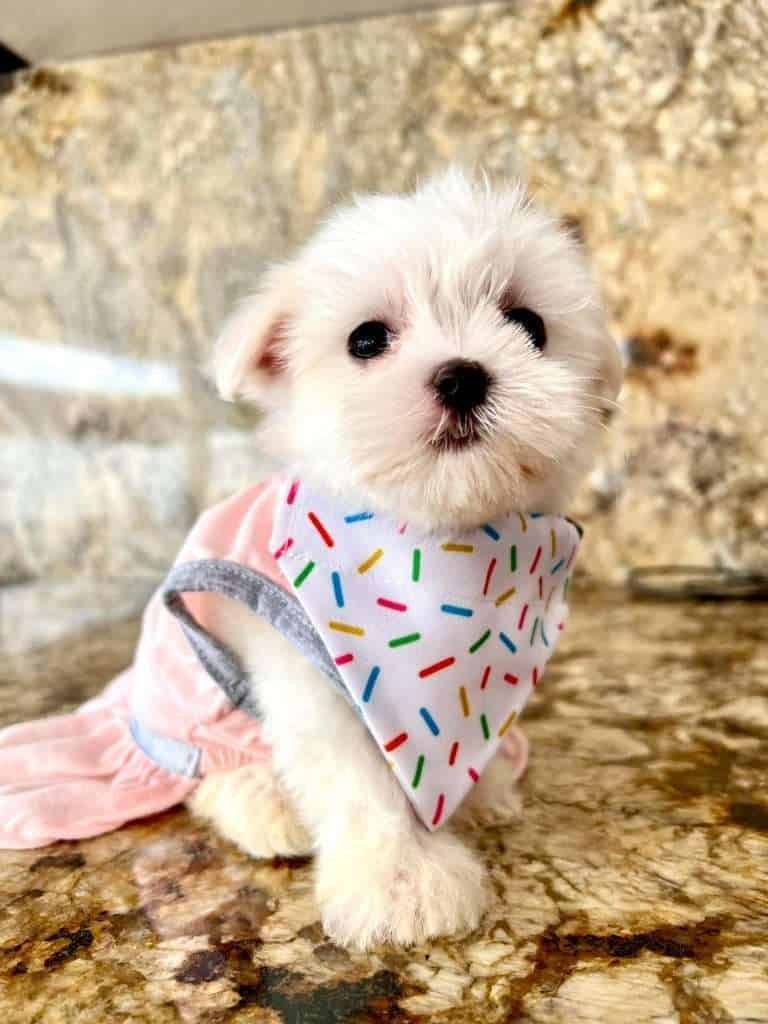 Criadero de Perros Bichón Maltés Precios