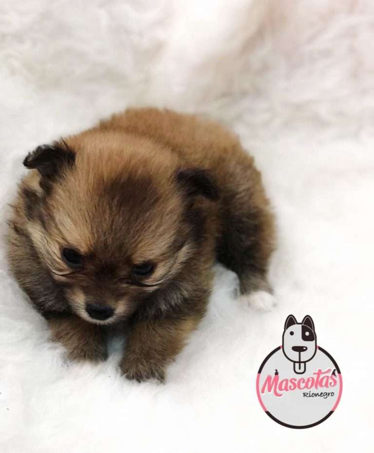 Pomerania Precio Medellin Criadero de Perros Pomerania Mascotas Medellin