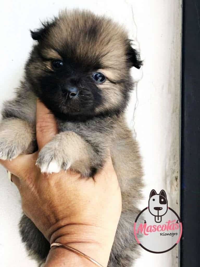 Pomerania Precio Medellin Criadero de Perros Pomerania Mascotas Medellin