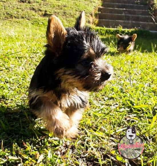 Yorkshire Terrier Mascotas Medellin