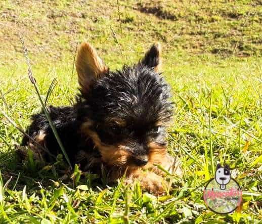 Yorkshire Terrier Mascotas Medellin