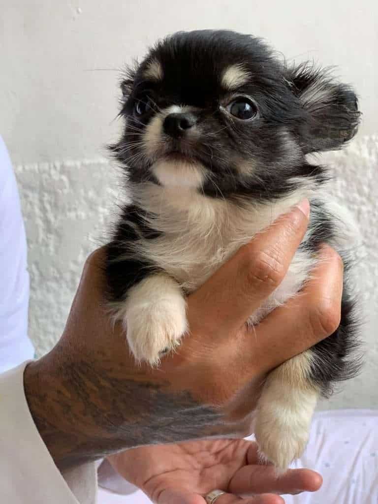 Chihuahua mascotas rionegro mascotas medellin mascotas bogota1