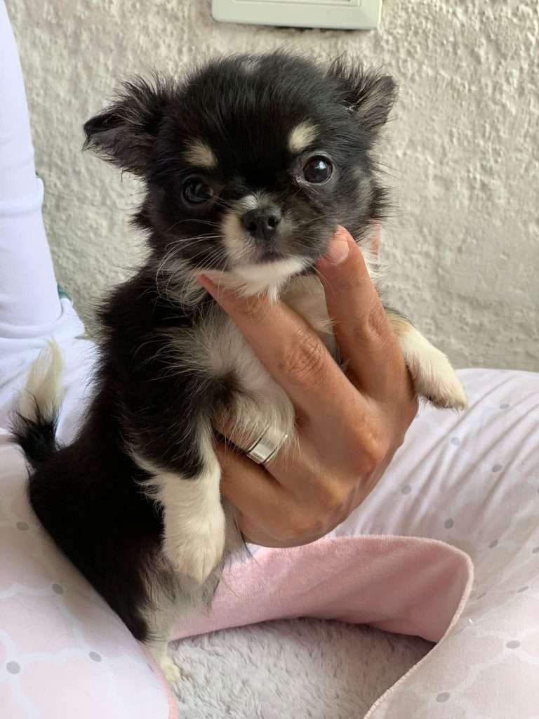 Chihuahua mascotas rionegro mascotas medellin mascotas bogota2