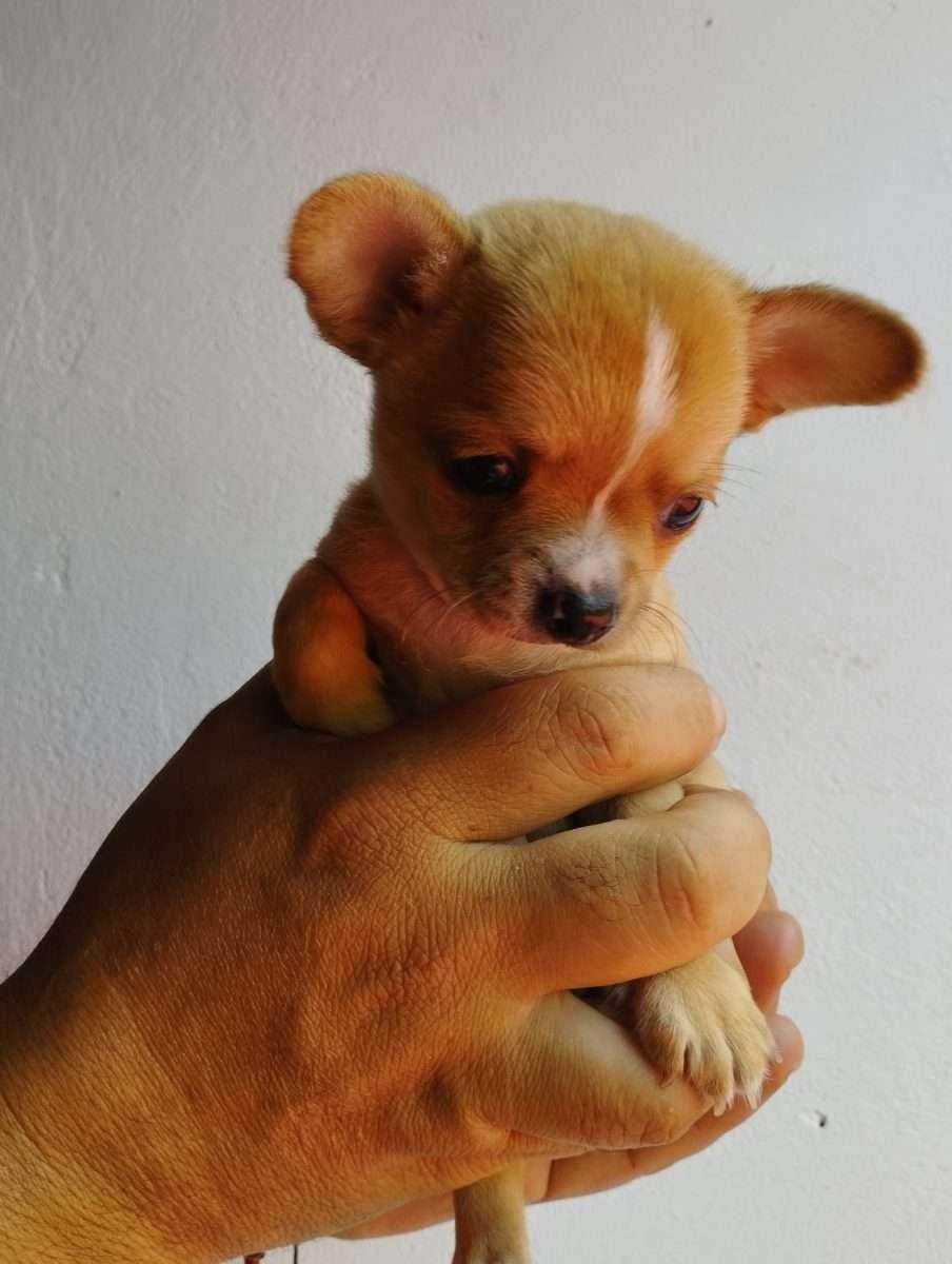 Chihuahua Mascotas Rionegro Medellín 1 Chihuahua Mascotas Rionegro Medellín