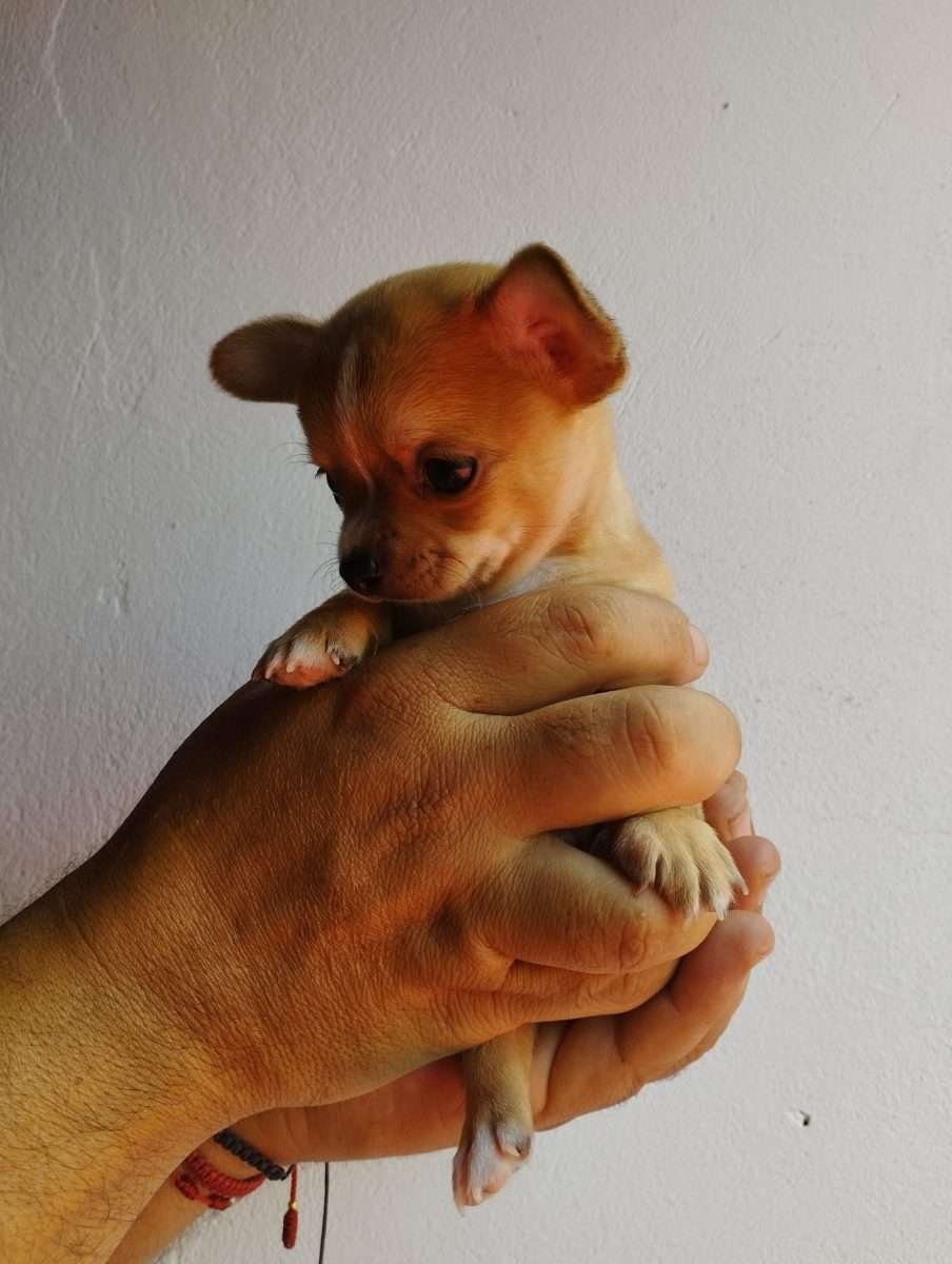 Chihuahua Mascotas Rionegro Medellín 2 Chihuahua Mascotas Rionegro Medellín - Image 2