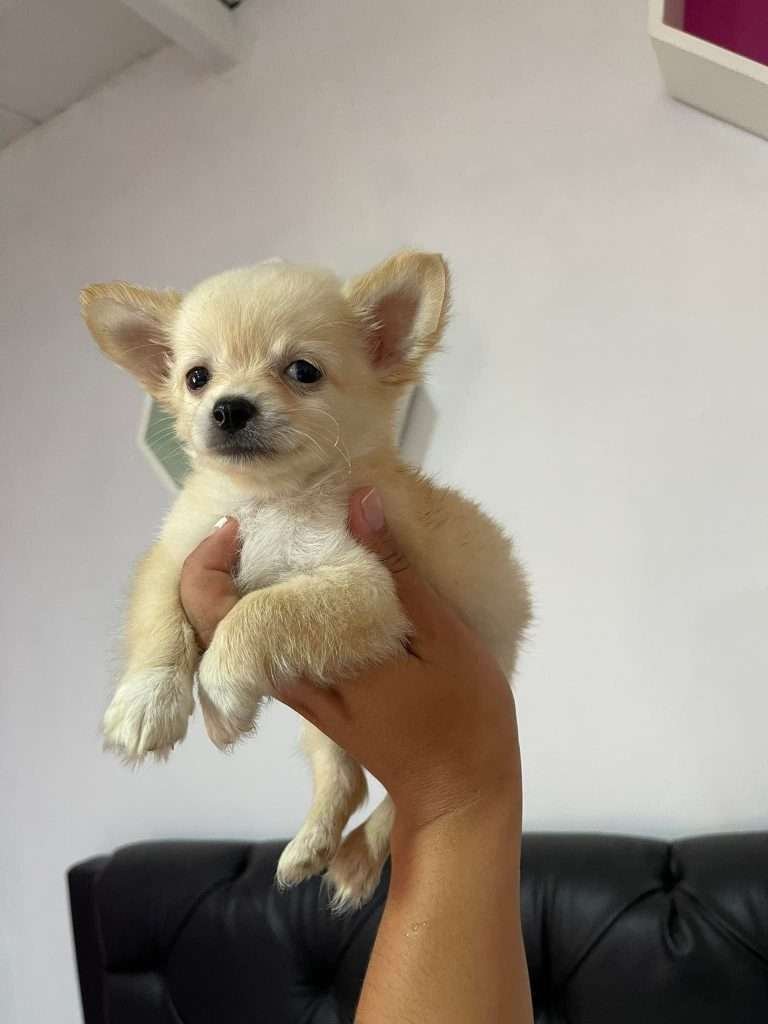 Chihuahua mascotas rionegro mascotas medellin mascotas bogota654