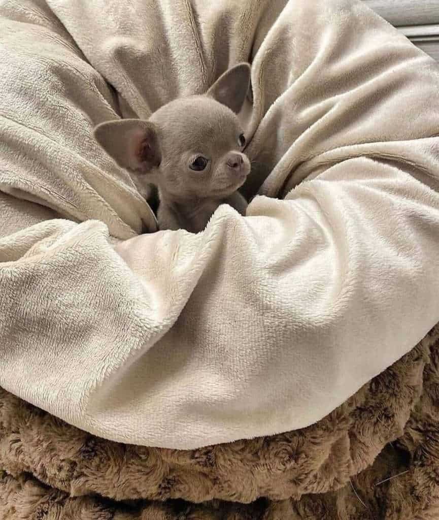 Chihuahua mascotas rionegro mascotas medellin mascotas bogota7