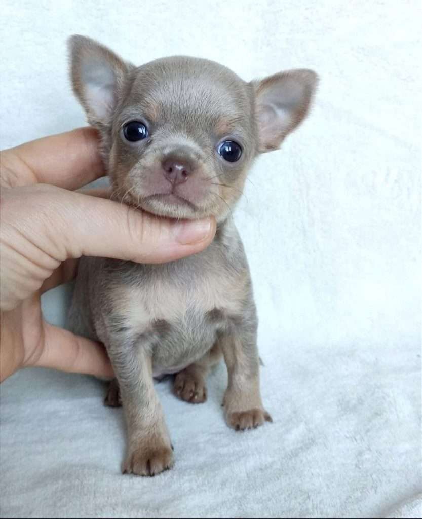 Criadero de Perros Chihuahua Precios