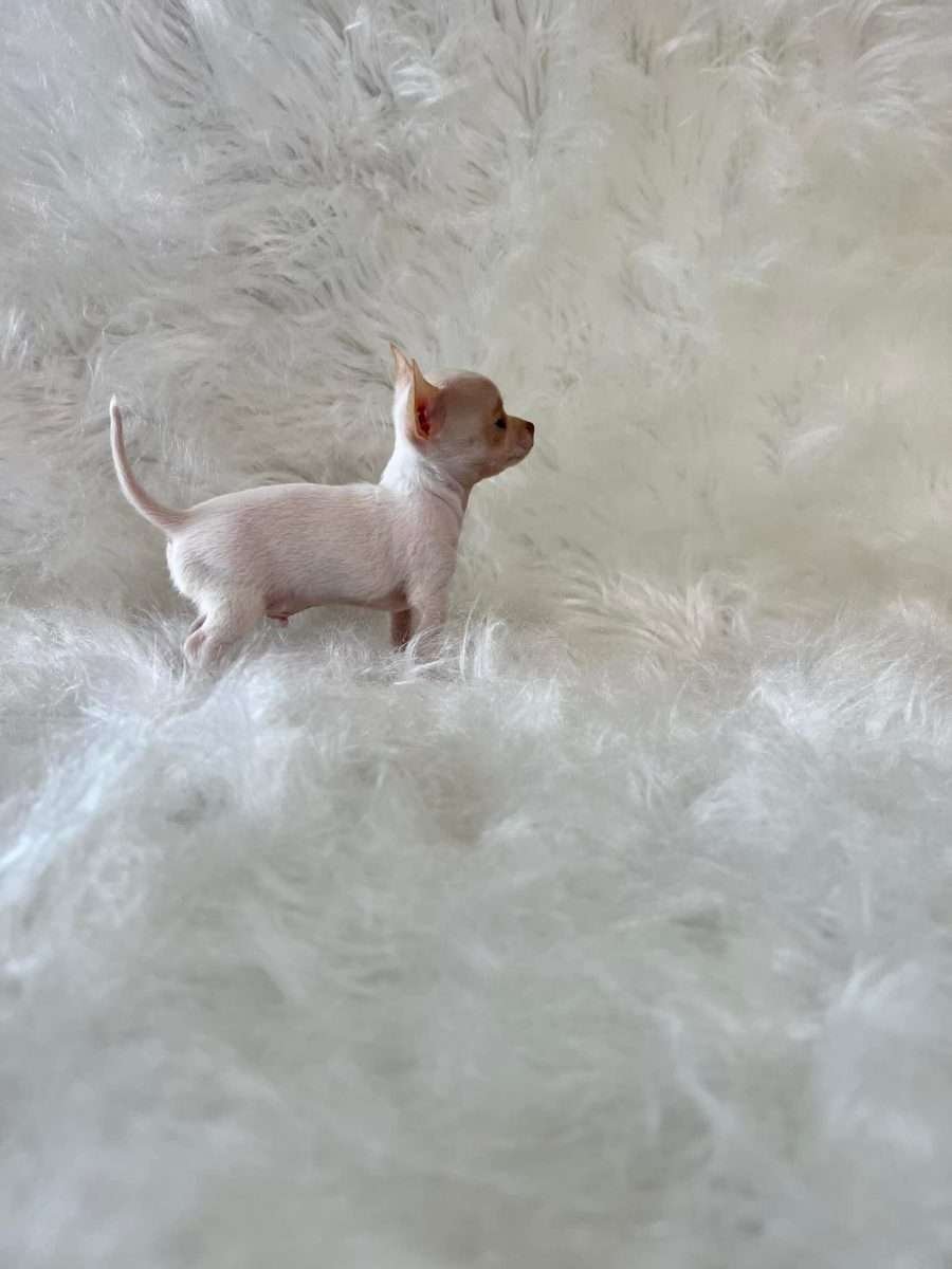 Chihuahua Mascotas Rionegro Medellín 3 Chihuahua Mascotas Rionegro Medellín - Image 3