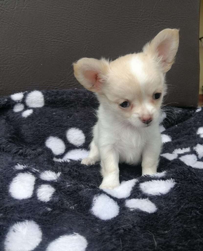 Chihuahua mascotas rionegro mascotas medellin mascotas bogota89