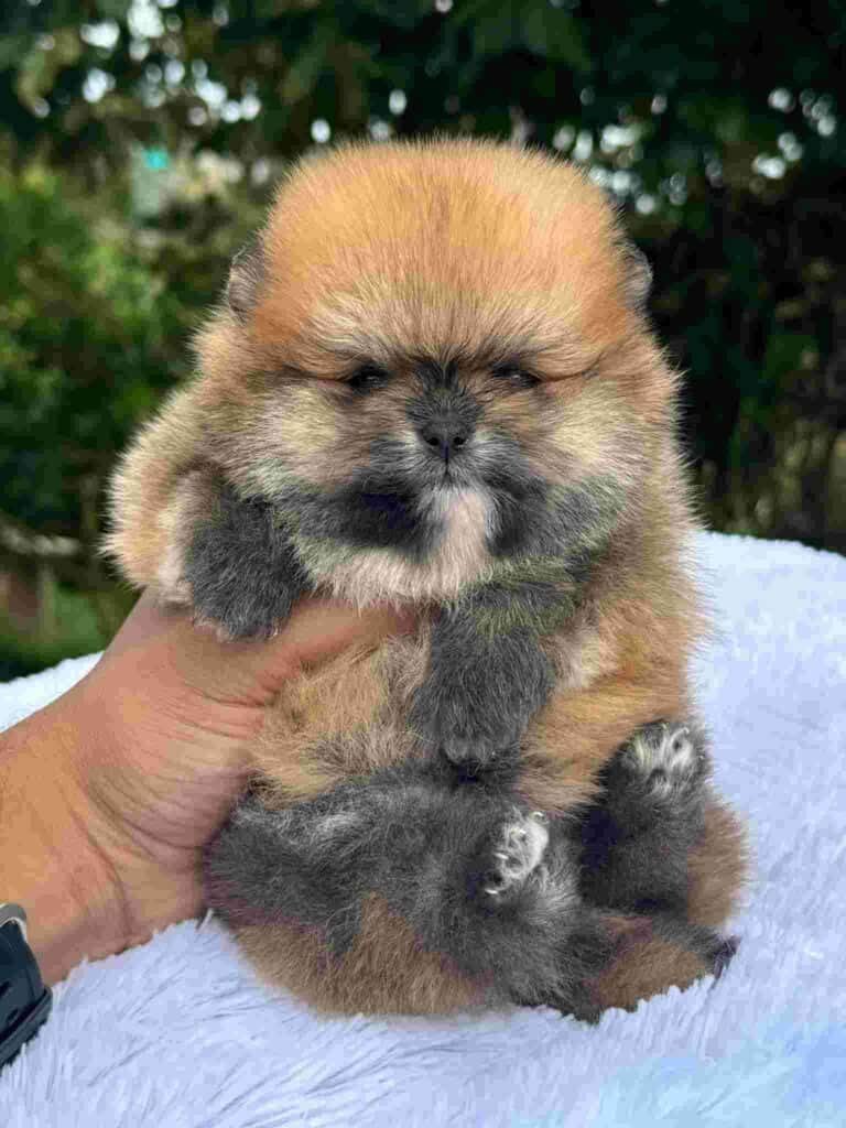 Criadero de Perros Pomerania Ruso Medellin