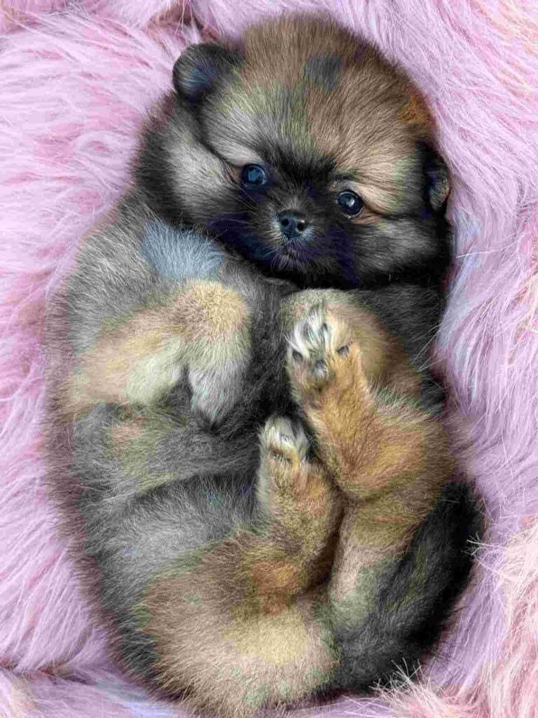 Criadero de Perros Pomerania Ruso Medellin