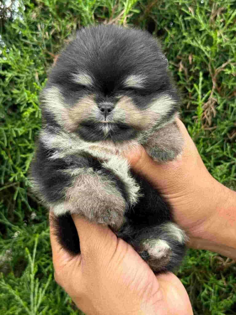 Criadero de Perros Pomerania Ruso Medellin