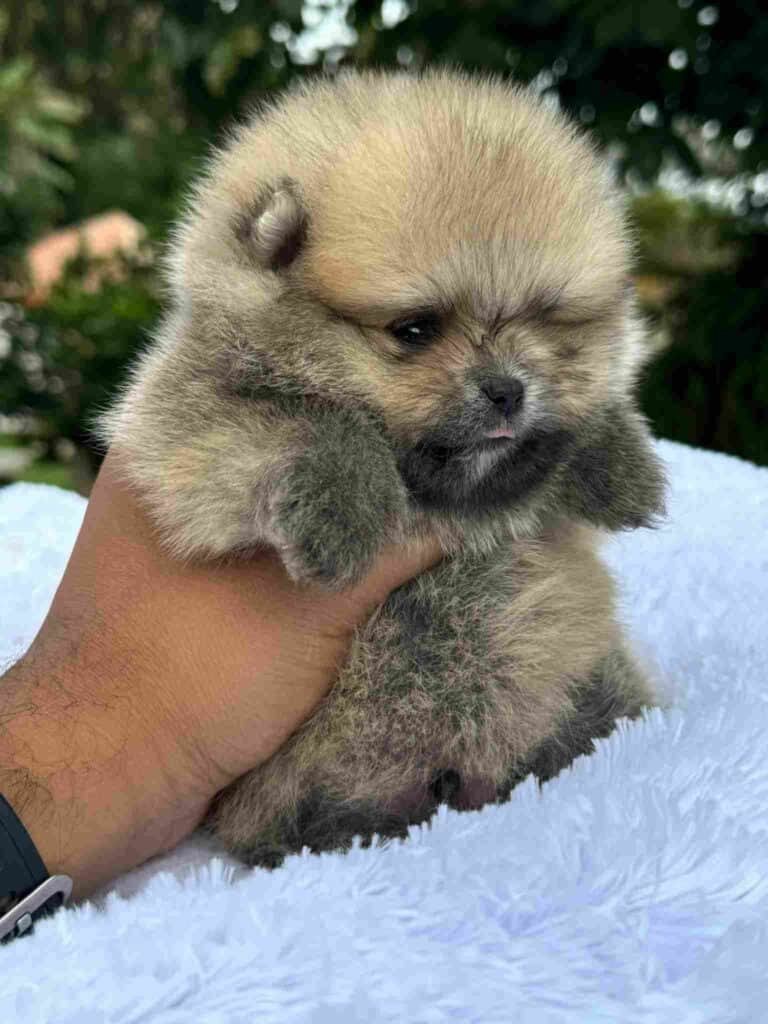 Criadero de Perros Pomerania Ruso Medellin