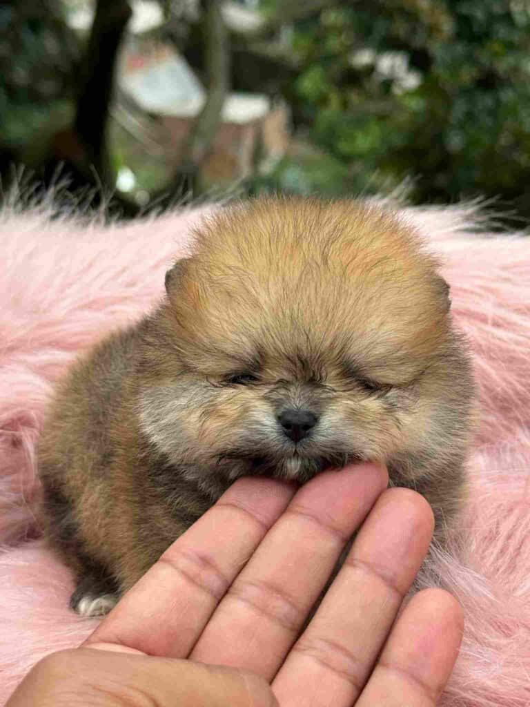 Criadero de Perros Pomerania Ruso Medellin