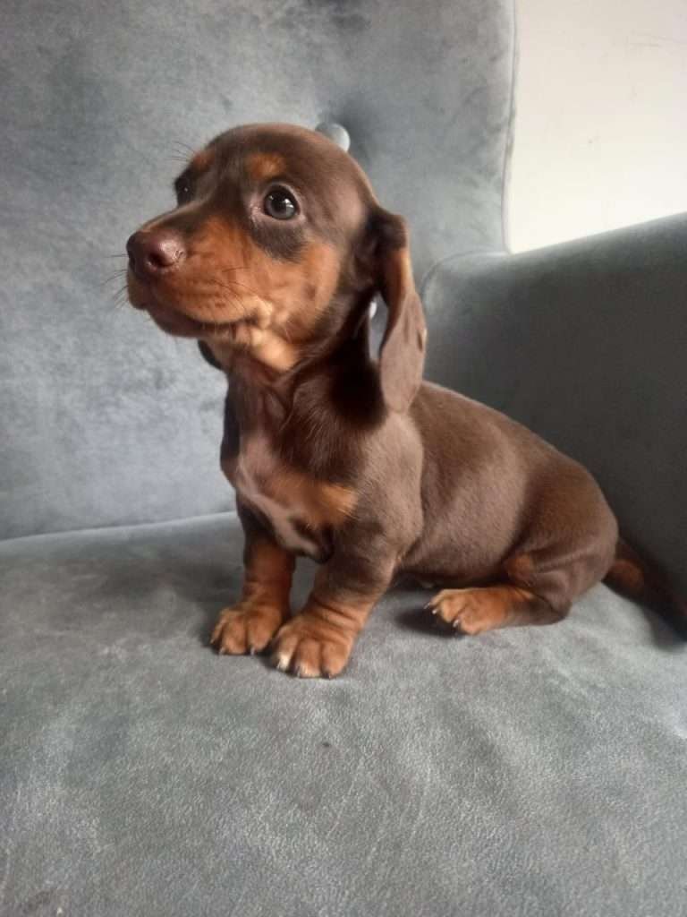 Dachshund Mini Teckel​
