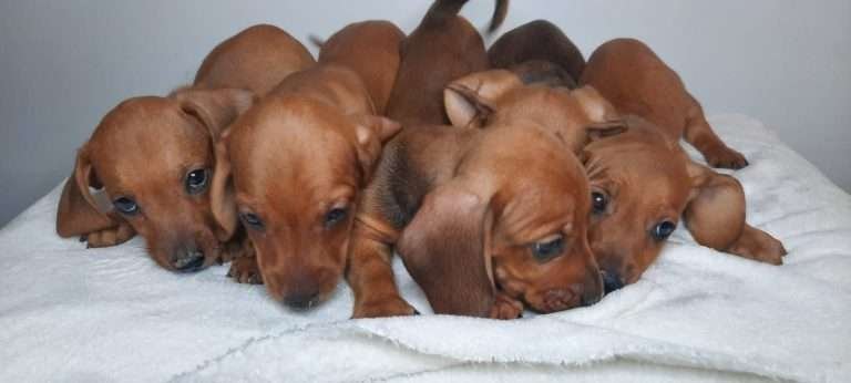 Dachshund Mini Teckel​ Mascotas medellin rionegro Bogota45