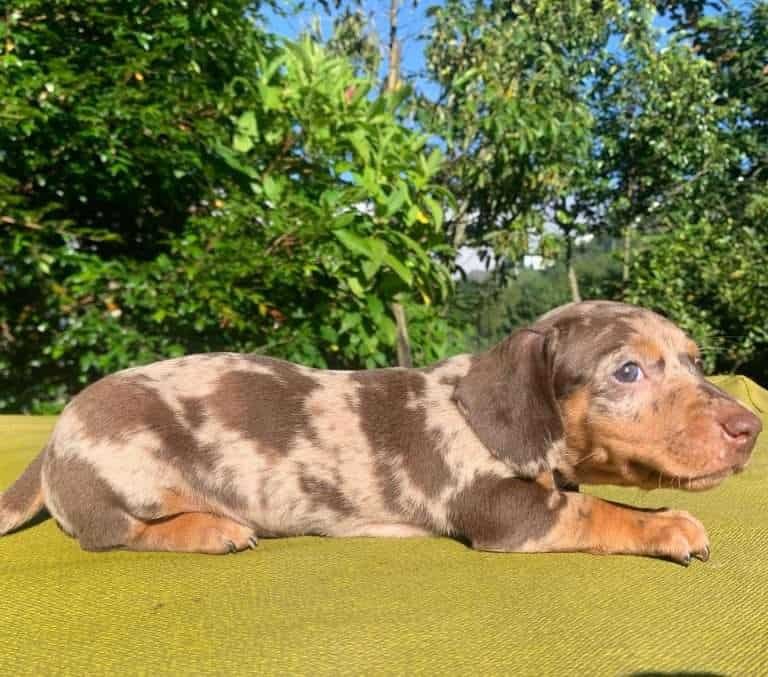 Criadero de Perros Salchicha Teckel Precios