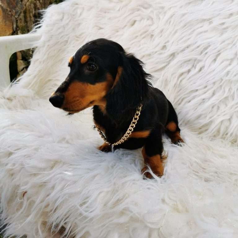 Dachshund Mini Teckel​