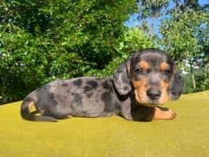Dachshund Mini Teckel​