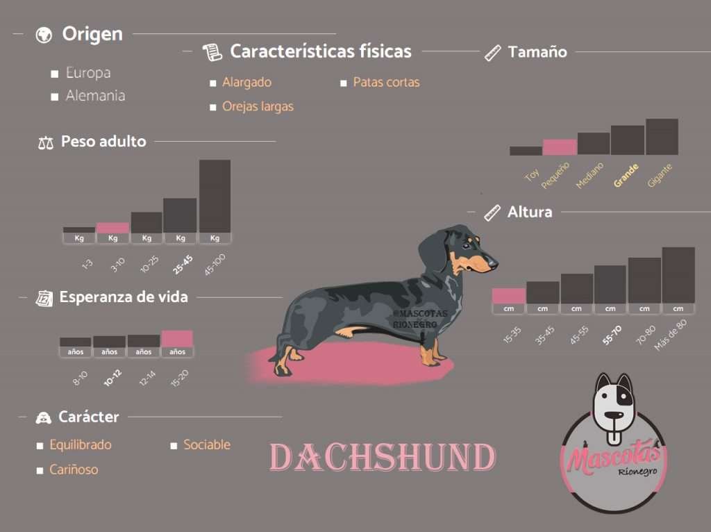 Ficha Criadero Perros salchicha teckel Mascotas Medellin