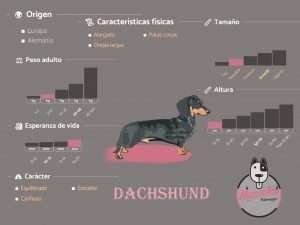 Ficha Criadero Perros salchicha teckel Mascotas Medellin