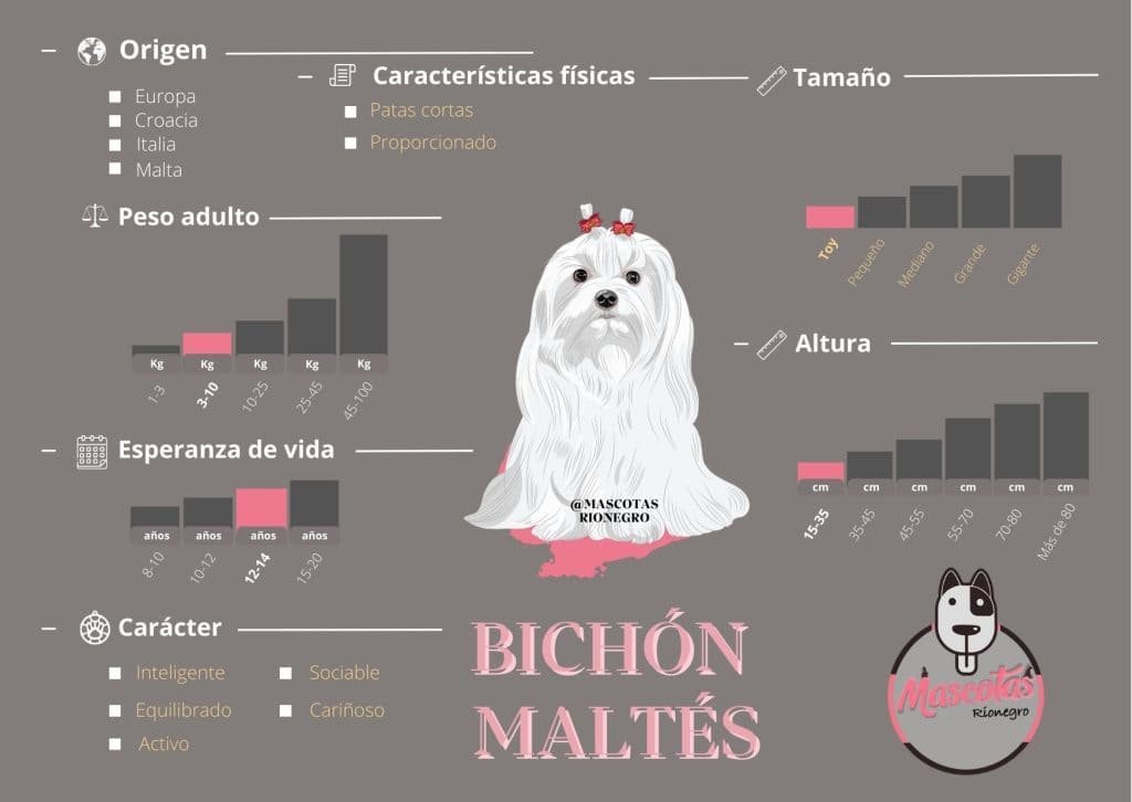 Ficha Criadero Bichon Maltes Mascotas Medellin
