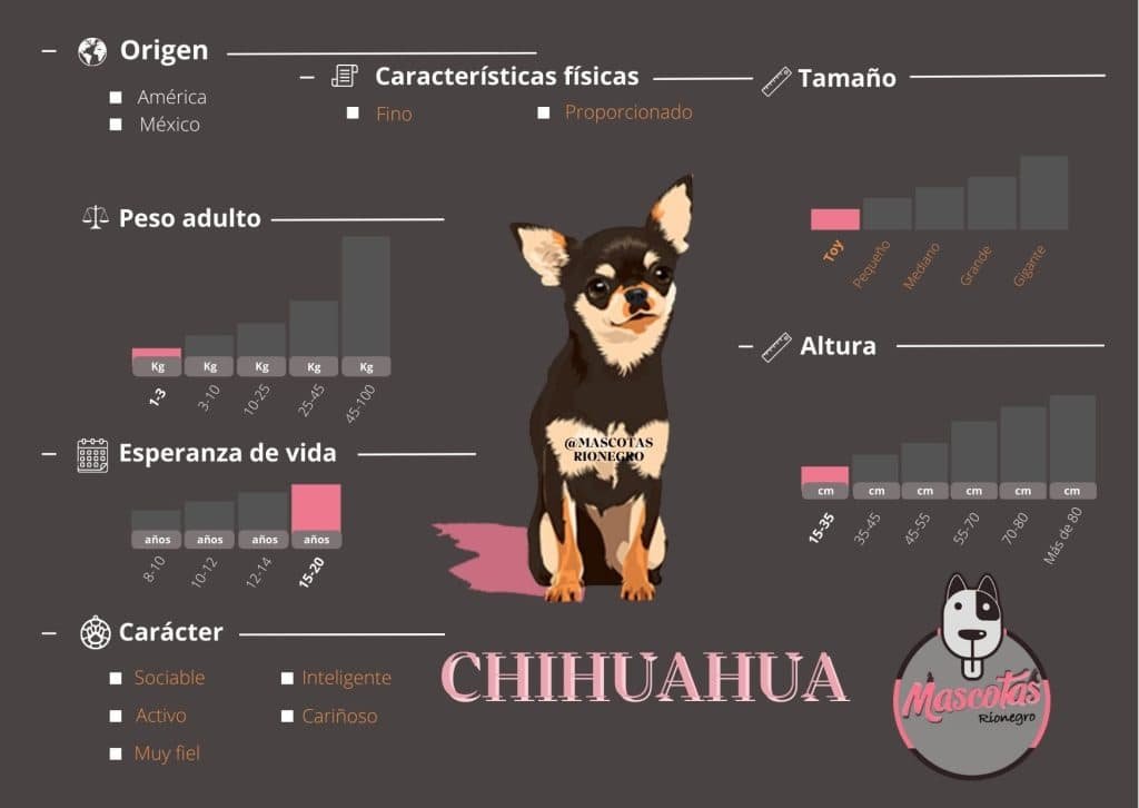 Ficha Criadero Chihuahua Mascotas Medellin