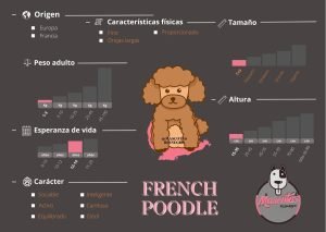 Ficha Criadero French Poodle Minitoy Mascotas Medellin Colombia