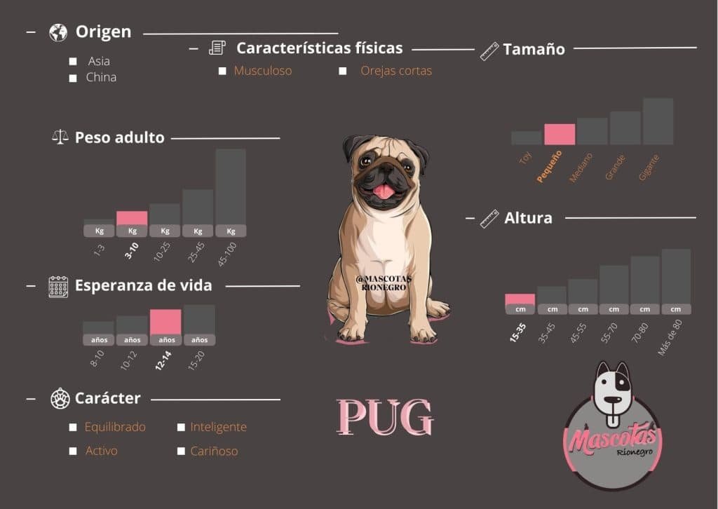 Ficha Criadero Pug Mascotas Medellin