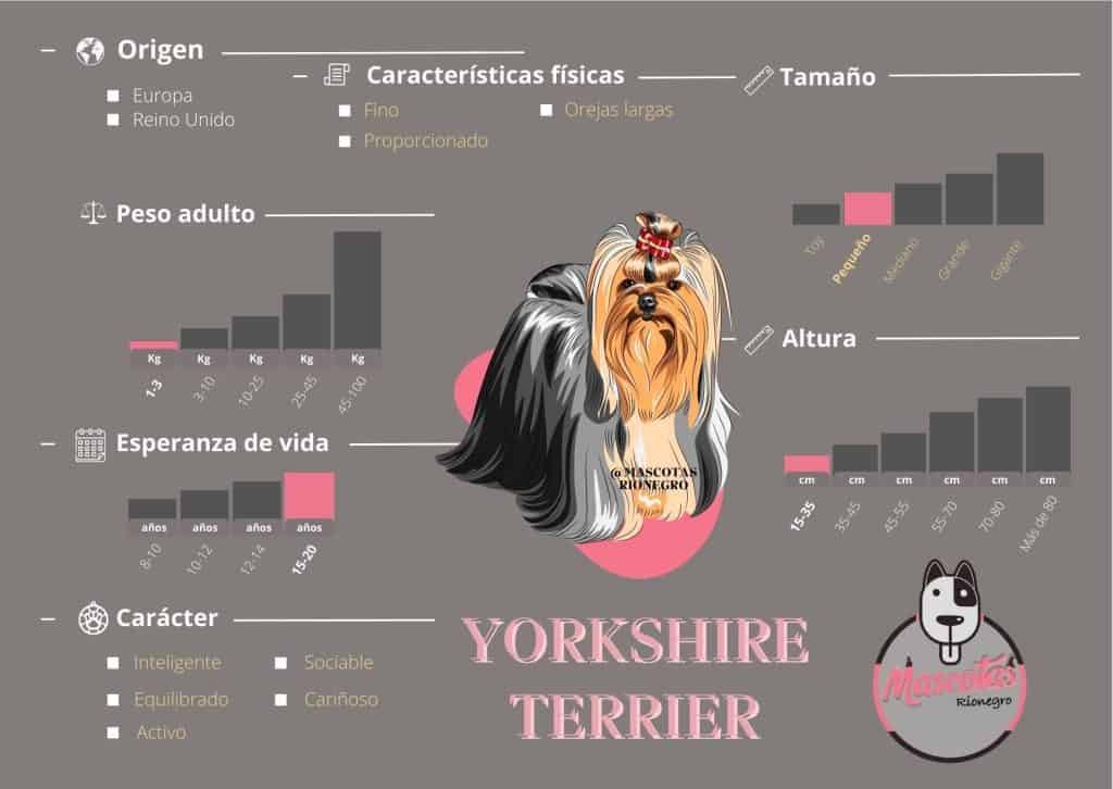 Ficha Criadero Yorkshire Terrier Mascotas Medellin