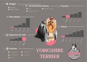 Ficha Criadero Yorkshire Terrier Mascotas Medellin