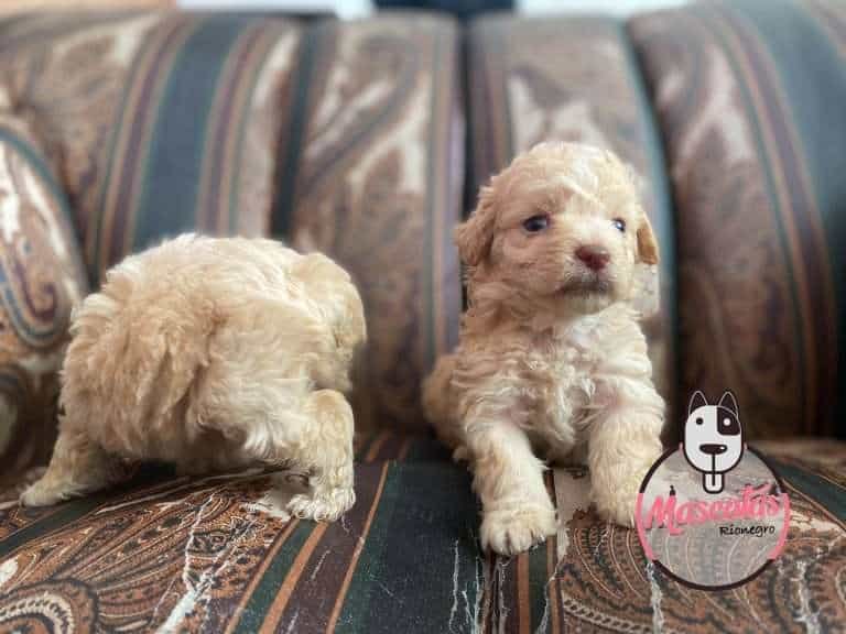 FrenchPoodle Minitoy