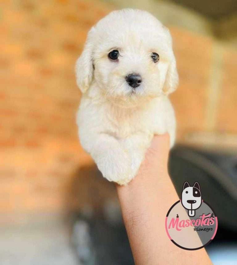 French Poodle Minitoy Medellin Colombia