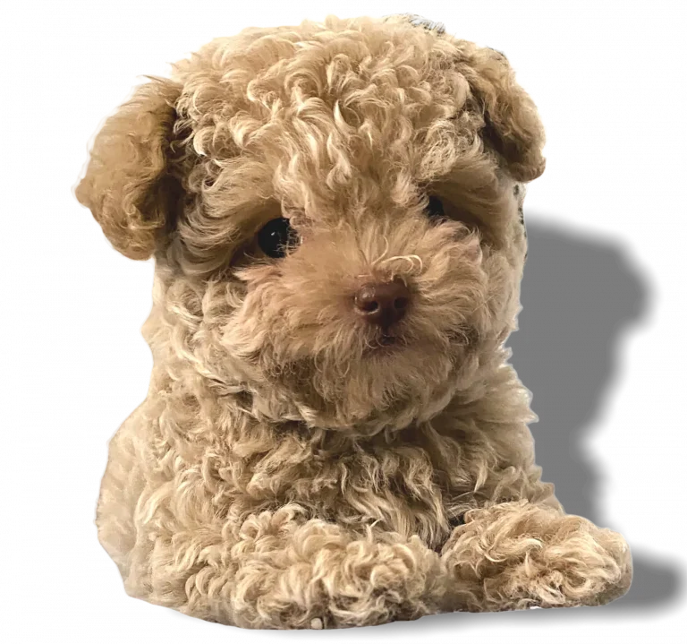 Criadero Perros de Razas Pequeñas Tacita de te Mascotas Medellin Colombia French Poodle mini toy
