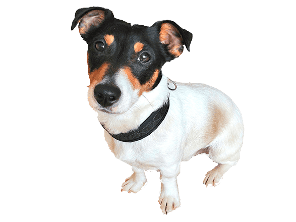 Criadero Perros de Razas Pequeñas Fox Terrier Mascotas Medellin Colombia