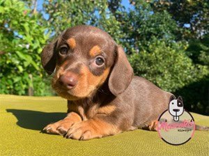 Perros Salchichas Teckel precio en mascotas medellin Criadero de perros en medellin Perros Salchichas Teckel