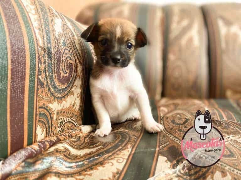 Pincher Miniatura Mascotas Medellin