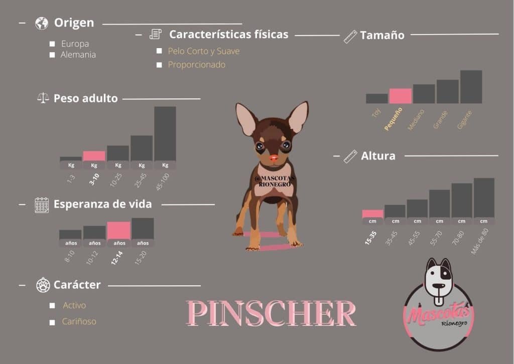 Ficha Criadero Pincher Miniatura Mascotas Medellin Bogota