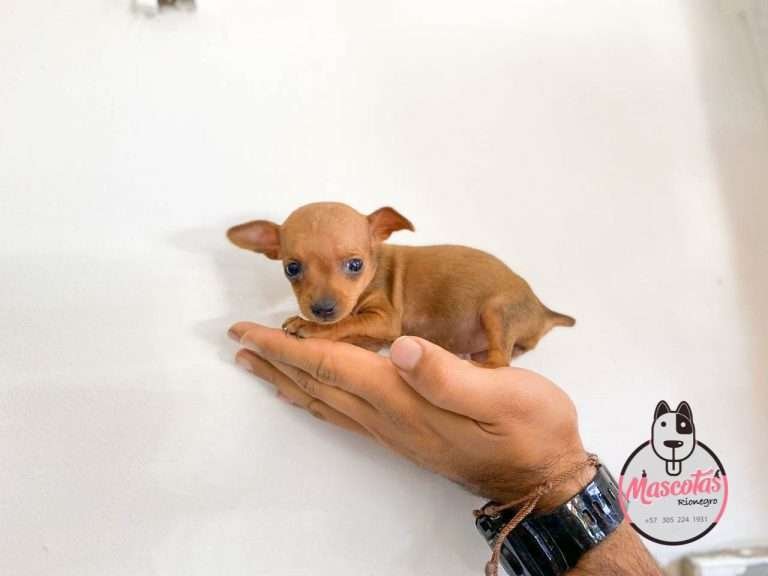 Pincher Miniatura Mascotas Medellin