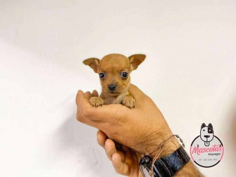 Pincher Miniatura Mascotas Medellin